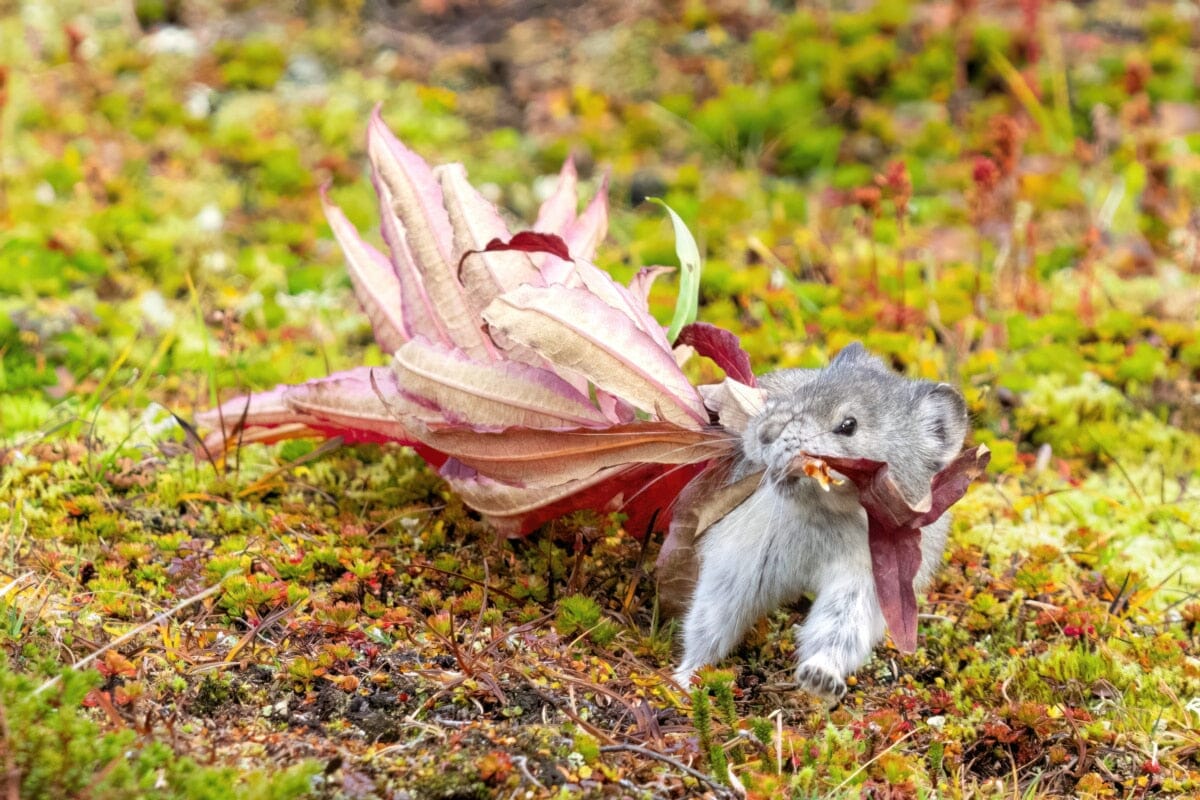 Hatcher Pika Tour (Ended For 2023)