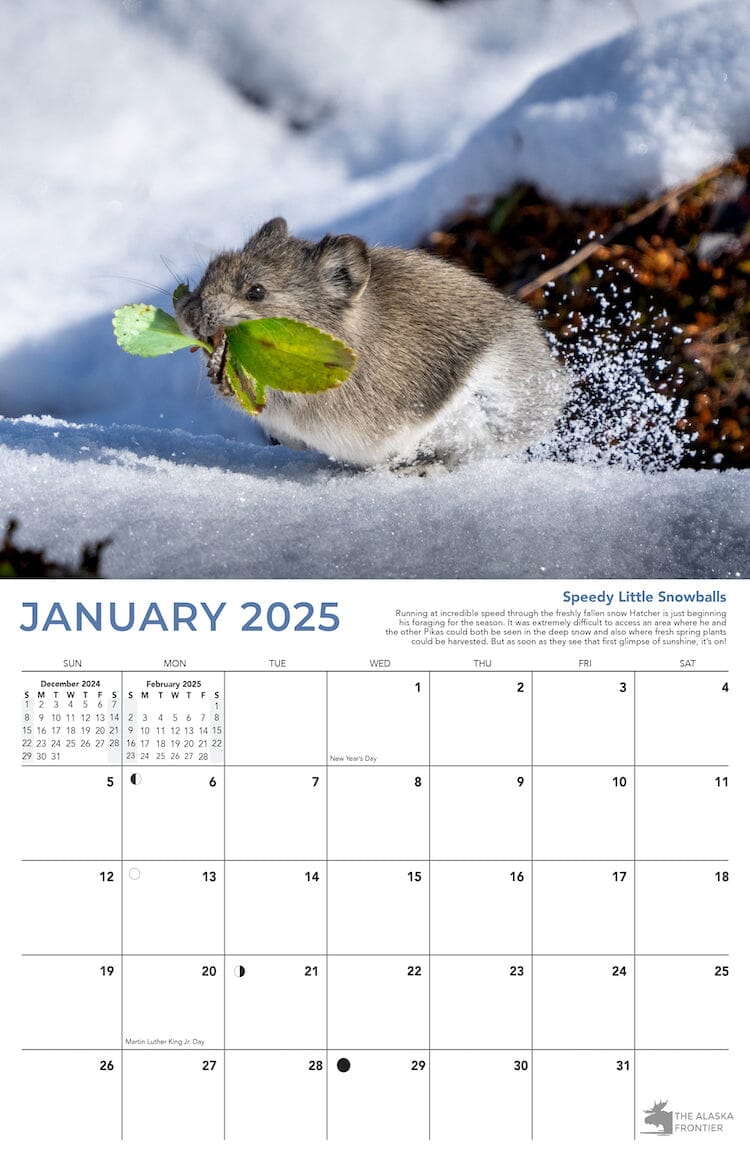 Hatcher The Pika 2025 Calendar From Alaska | Now Shipping - The Alaska Frontier hatcher-the-pika-2025-calendar-from-alaska-now-shipping-the-alaska-frontier