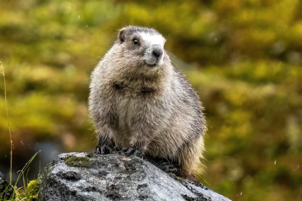 Hatcher Animal Hatcher Pika Tour | Find One Of The Rarest Animals On Earth - The ...