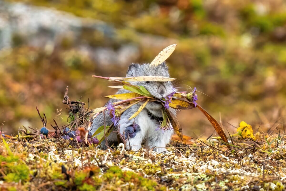 Hatcher Animal Hatcher Pika Tour | Find One Of The Rarest Animals On Earth - The ...